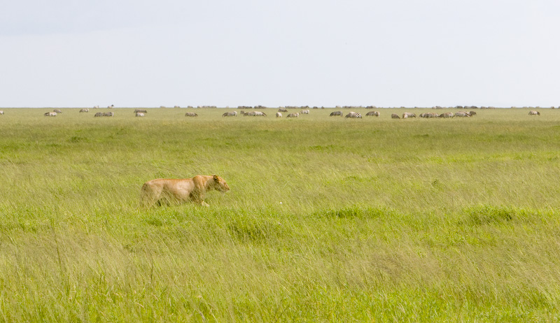 Lioness And Plains Zebra Herd